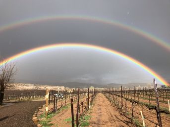 Dramatic double rainbow arcing over a rural vineyard, with rows of pruned grapevines and a muddy path leading toward distant hills under a dark, stormy sky.