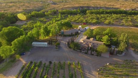 Drone-shot of a sunlit vineyard estate with neat rows of grapevines, a Mediterranean-style villa, shaded tree groves and arid hills in the background.