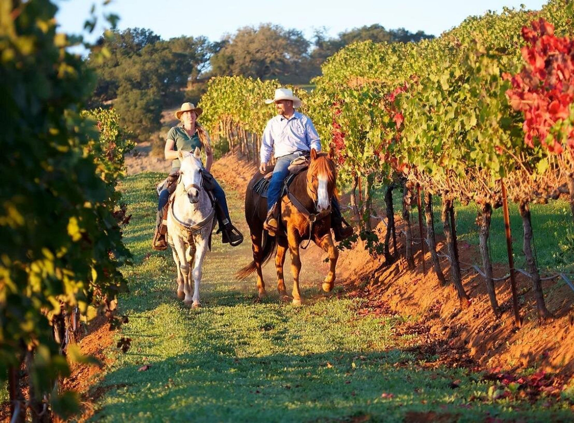 Two riders in cowboy hats horseback riding down a sunlit vineyard row at golden hour, surrounded by green grapevines and rolling wine-country hills