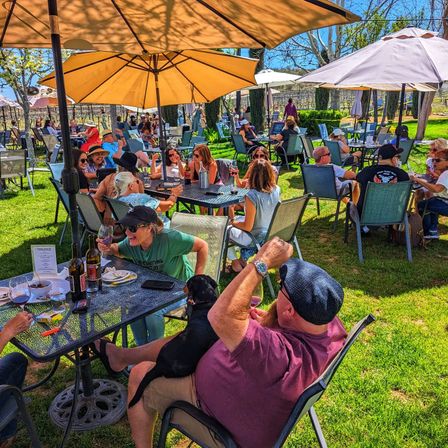 Sunny al fresco vineyard patio with groups under large umbrellas sipping wine and sharing snacks on a grassy lawn, a small dog curled on a guest’s lap