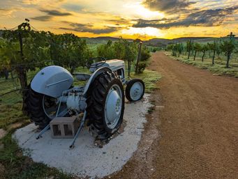 Vintage gray tractor parked beside a gravel country road winding through rows of grapevines at sunset, golden sky and rolling hills in the background.