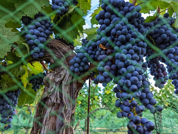 Close-up of ripe dark purple grape clusters hanging from a gnarled vine in a vineyard, framed by green protective netting and large vine leaves.