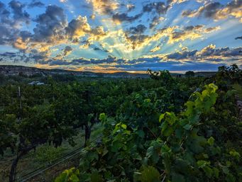 Vibrant vineyard sunset with golden sunbeams breaking through dramatic clouds over rolling hills, lush grapevines in the foreground.
