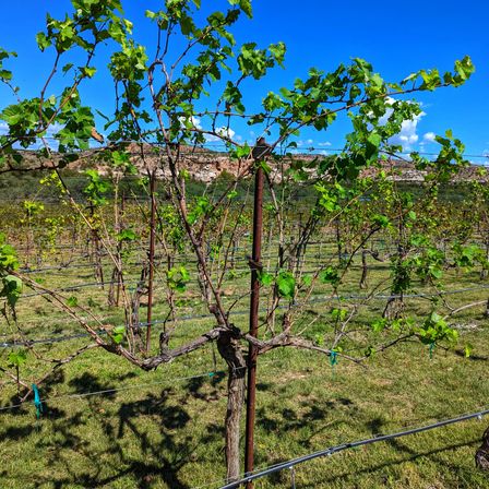 Sun-drenched vineyard showing a pruned grapevine trained on a trellis, bright green leaves, rows of vines and a clear blue sky with rocky hills in the background