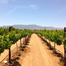 Sun-drenched vineyard rows flanking a dusty center path, grapevines on trellises stretching toward distant mountains under a clear blue sky.