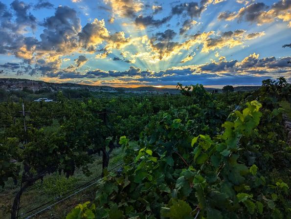 Golden sunbeams burst through dramatic clouds over a lush green vineyard with rows of grapevines and rolling hills at sunset
