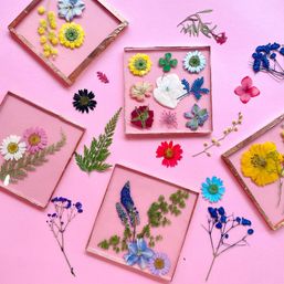 Colorful pressed flowers flat lay on pink background — dried daisies, ferns, blue delphinium and assorted blooms arranged in glass-edged square frames for botanical art