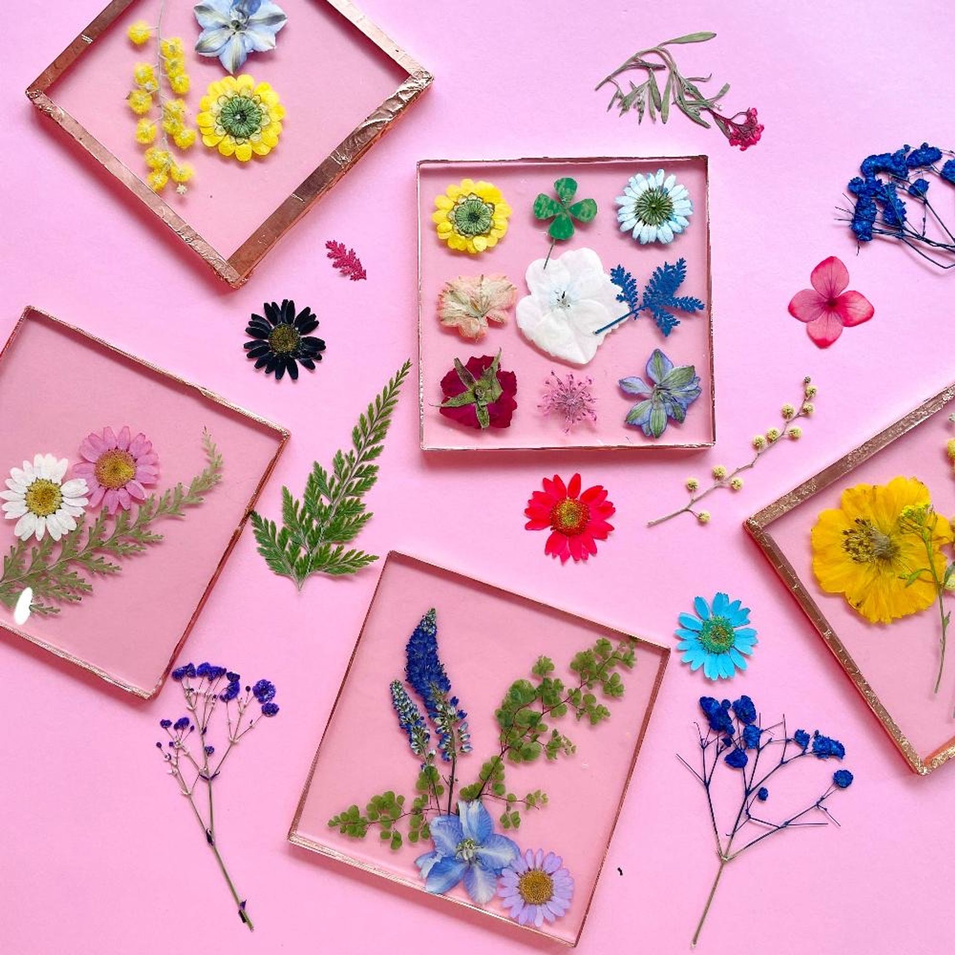 Colorful pressed flowers flat lay on pink background — dried daisies, ferns, blue delphinium and assorted blooms arranged in glass-edged square frames for botanical art