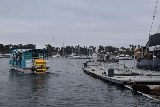 Teal paddlewheel tour boat heading into a floating marina dock where sea lions lounge, with moored yachts, palm trees and an overcast San Diego sky.