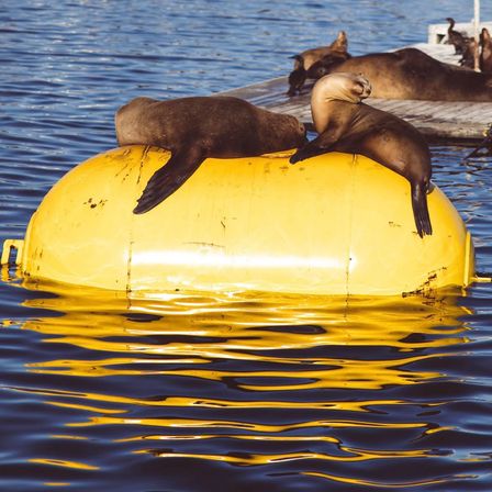 Two sea lions lounging on a bright yellow buoy in a sunny marina, golden reflections dancing on rippled water