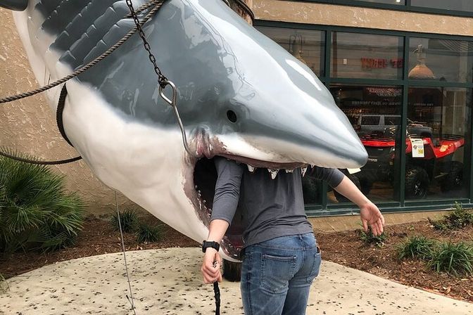 Person playfully posing head-first inside the jaws of a life-size great white shark sculpture outside a storefront photo prop at an outdoor shopping plaza.