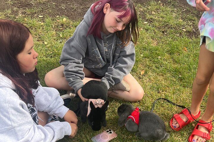 Children sitting on grass outdoors petting two pet rabbits — a black rabbit with a pink bow harness and a gray rabbit in a red harness, a phone nearby.