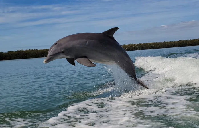 Playful bottlenose dolphin leaping from turquoise coastal water beside a boat wake, spray arcing with mangrove-lined shoreline and blue sky in the background.