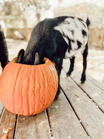 Playful black-and-white goat with its head inside a hollowed orange pumpkin on a weathered wooden picnic table, autumn farm scene.