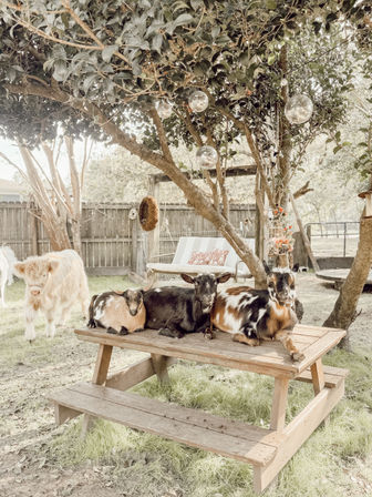 Sunlit backyard farm scene with three miniature goats lounging on a wooden picnic table under a leafy tree decorated with hanging disco balls and flowers, while a shaggy cow grazes nearby