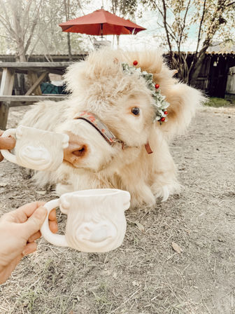 Fluffy cream-colored calf wearing a holly-and-berry wreath sniffing a white ceramic mug in an outdoor backyard tea-party scene with picnic table and red patio umbrella