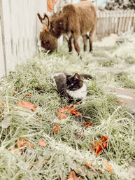Black-and-white cat lounging in a grassy backyard garden among orange fallen petals while a small brown donkey grazes by a wooden fence, cozy rural farm scene.