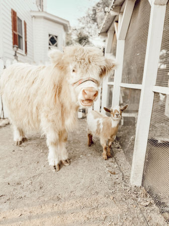 Fluffy cream-colored Highland cow wearing a halter and a tiny brown-and-white goat standing beside a white wooden coop on a sunny backyard farm
