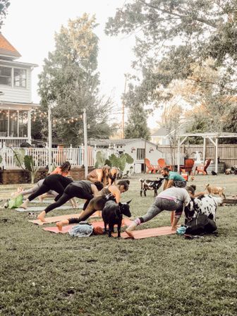 Outdoor goat yoga in a suburban backyard at dusk — a group on yoga mats stretching as small goats wander among them with a house, string lights, and trees in the background.