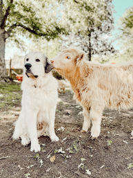 Adorable light-brown calf nuzzling a calm large white farm dog in a shaded rural yard with trees and scattered leaves.