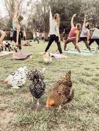 Outdoor yoga class on a grassy backyard lawn with participants on mats stretching into side-angle poses, while chickens peck in the foreground beneath trees and a wooden fence.