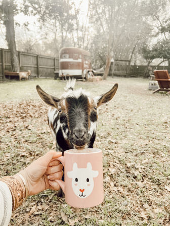 Curious small goat sniffing a pink mug with a cartoon goat face in a rustic rural backyard with a vintage trailer and wooden fence