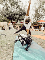 Black-and-white goat lounging on a teal yoga mat in foreground while a participant stretches into a side-reach pose during an outdoor goat yoga class on grass with people and animals blurred in the background.