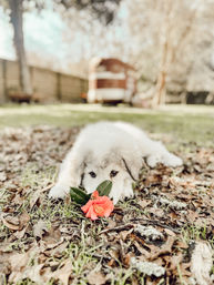 Fluffy white puppy sprawled on a leafy backyard lawn sniffing a bright pink blossom in a sunny outdoor garden scene