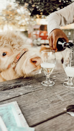 Fluffy cream-colored calf sniffing a wine glass while a hand pours sparkling wine on a rustic outdoor farm picnic table