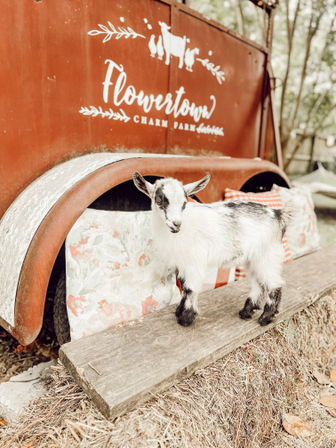 Playful baby goat standing on a wooden plank in front of a red vintage farm trailer with floral cushions — rustic outdoor farm scene