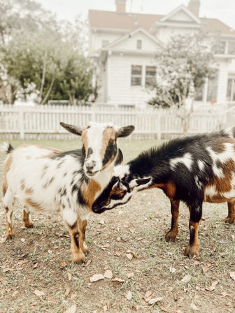 Two small spotted goats nuzzling in a grassy backyard beside a white picket fence with a house in the background.