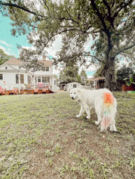 White fluffy dog with a rainbow-dyed tail standing in a grassy suburban backyard beneath a large shade tree, with a two-story white house and porch in the background.