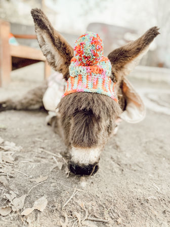Close-up of a brown donkey lying on farm ground wearing a colorful knitted pompom hat, rustic barnyard background