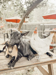 White hen perched beside two cozy goats on a weathered wooden picnic table in a sunny backyard farm setting with red patio umbrellas and a bird feeder.