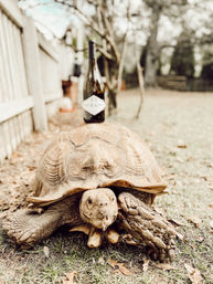 Close-up of a giant tortoise in a backyard with a wine bottle balanced on its shell, wooden fence and trees blurred in the background.