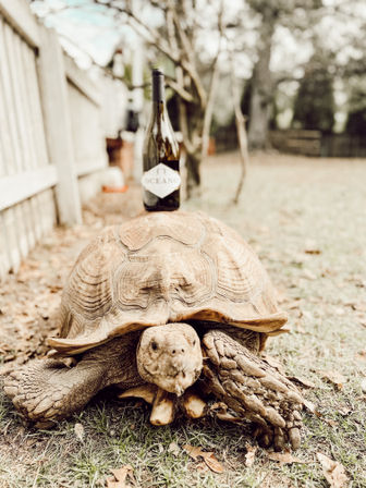 Close-up of a giant tortoise in a backyard with a wine bottle balanced on its shell, wooden fence and trees blurred in the background.