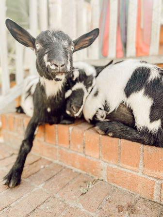 Playful black-and-white baby goats lounging on a brick porch step by a wooden railing, one kid looking directly at the camera — charming farm/backyard scene.