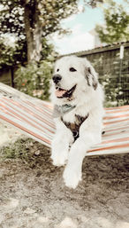 Large fluffy white dog wearing a bandana and harness, relaxing with tongue out on a red-and-white striped hammock in a sunny backyard garden.