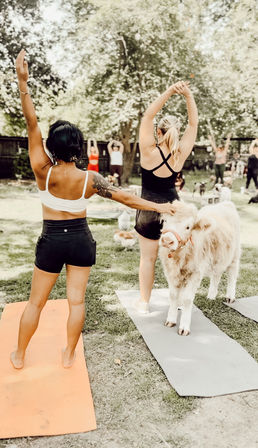Sunny outdoor yoga class in a grassy park with women on mats stretching overhead while one pets a small fluffy calf standing on a mat, trees and other participants in the background.