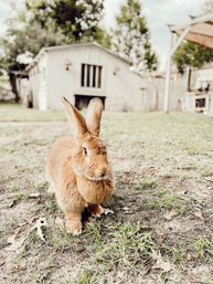 Cute brown rabbit sitting on patchy grass and dirt in a backyard, close to a small white shed/hutch