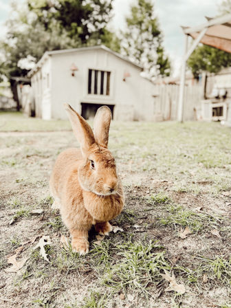 Cute brown rabbit sitting on patchy grass and dirt in a backyard, close to a small white shed/hutch