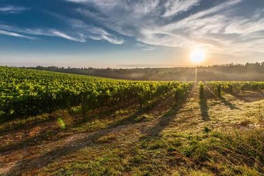 Sunrise over a misty vineyard: rolling rows of green grapevines, long shadows on grassy paths and a dramatic morning sky.
