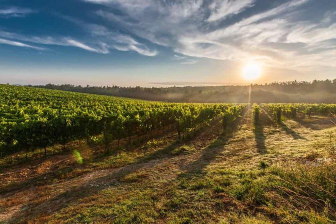 Sunrise over a misty vineyard: rolling rows of green grapevines, long shadows on grassy paths and a dramatic morning sky.