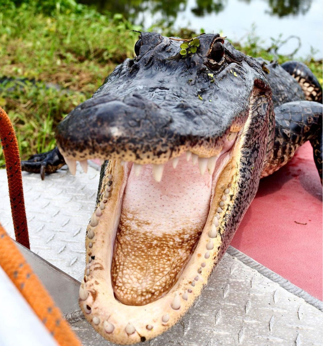 Close-up of a large American alligator with mouth wide open, showing sharp teeth and textured tongue on a boat deck beside swampy water