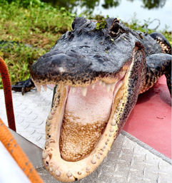 Close-up of a large American alligator with mouth wide open, showing sharp teeth and textured tongue on a boat deck beside swampy water