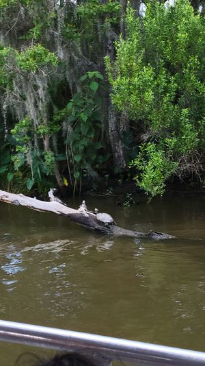 Freshwater turtle sunning on a fallen log in a swampy river, framed by Spanish-moss-draped trees and dense green wetland foliage.