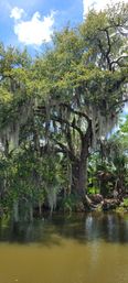 Gnarled live oak draped in Spanish moss hanging over a tranquil marshy river under a sunny blue sky.