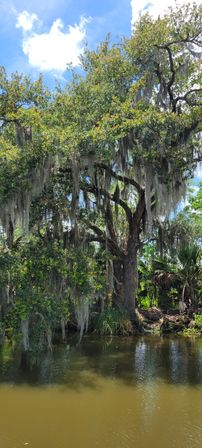 Gnarled live oak draped in Spanish moss hanging over a tranquil marshy river under a sunny blue sky.