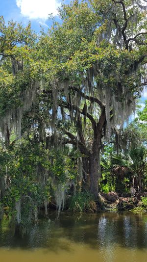 Gnarled live oak draped in Spanish moss hanging over a tranquil marshy river under a sunny blue sky.