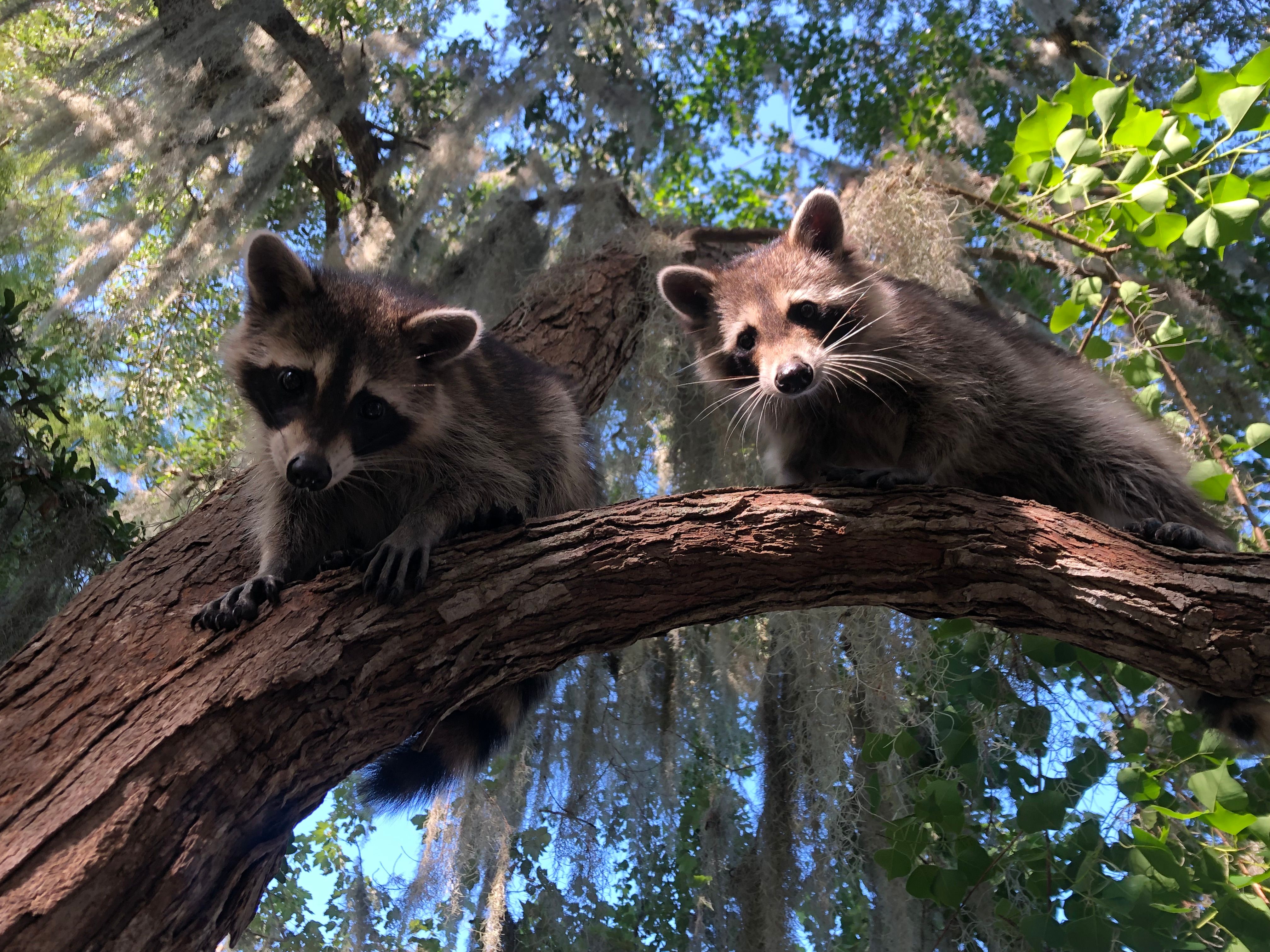 Small Boat, Big Fun: Private Airboat Experience with Gators & Bayou Views image 4